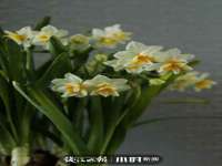 海口黄友结科技有限公司